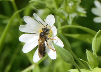 Ecologie in Park Matilo