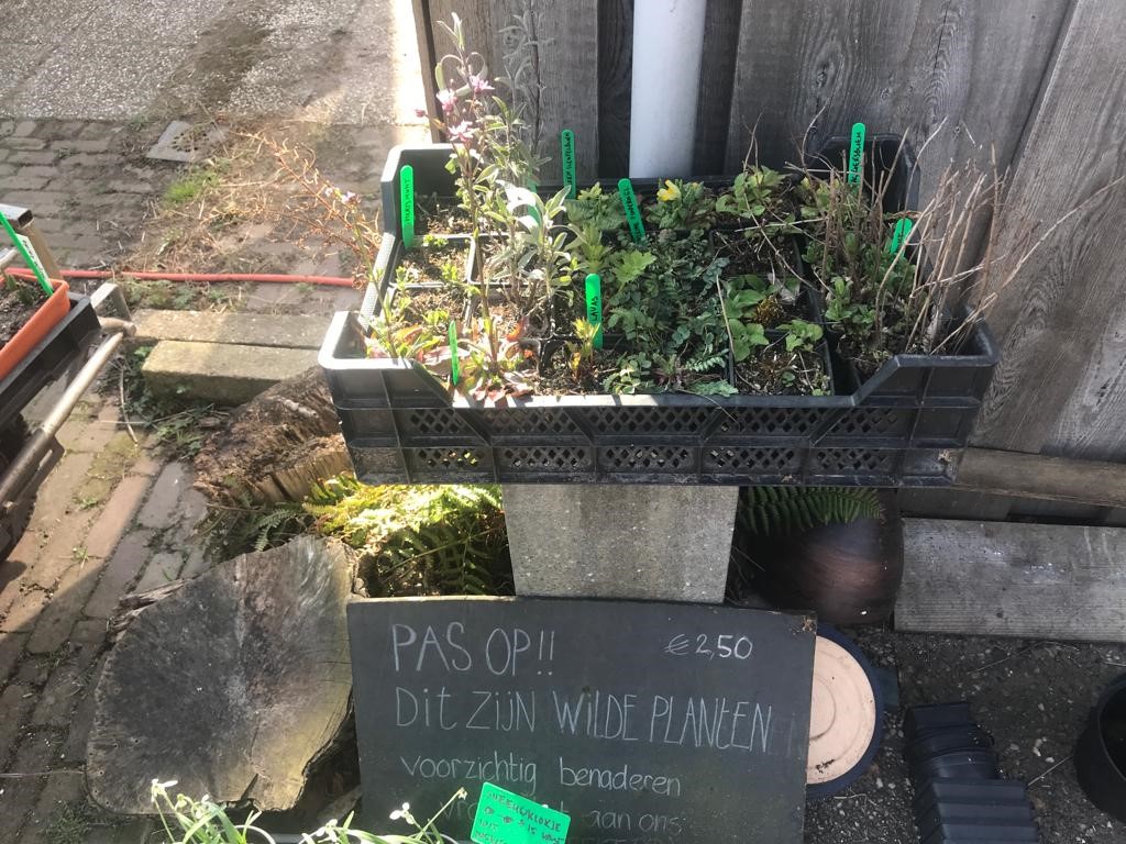 wilde planten